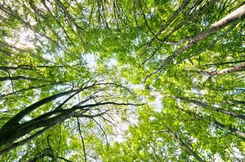 Forest in summer with sunlight Stock Photos