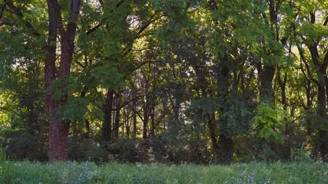 Forest in the summer time - motion Stockbeeldmateriaal 272621230