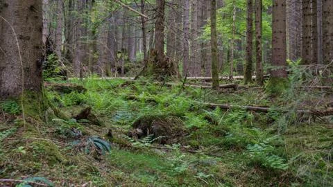 Forest in summer time Stock Photos
