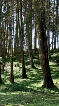 Forest on summer time Stock Photos