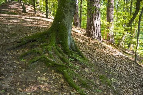Forest in summer time, Poland Stock Photos