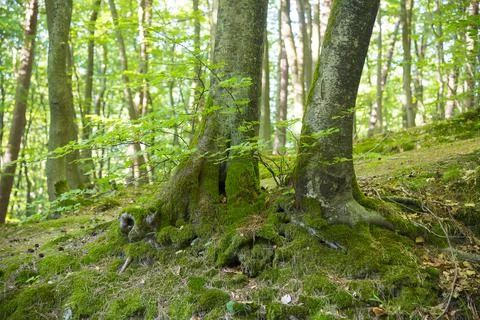 Forest in summer time, Poland Stock Photos