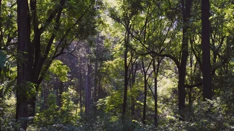 Forest in the summer time static shoot Stock Footage 272621106