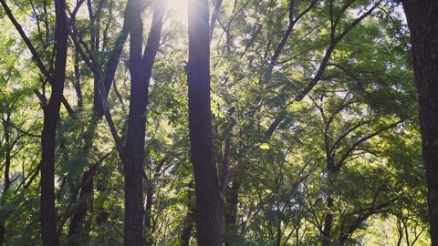 Forest in the summer time sun is breaking through Stock Footage 272621185