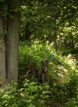 Forest in summer with trees and grass in the foreground and a wooden stump in th Stock Photos