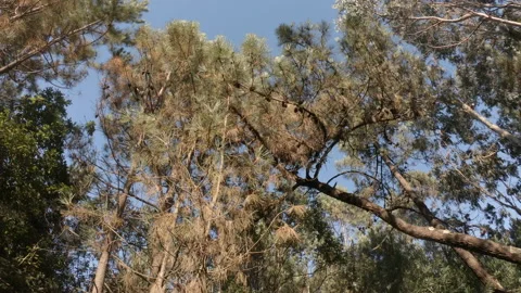 Forest in summer, walking forwards beneath pine, oak and eucalyptus trees Video stock 135418466