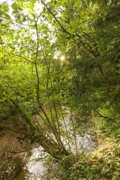 Forest in summertime with river Stock Photos