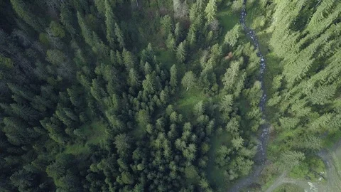 Forest in sun and shadow Stock Footage 107837452