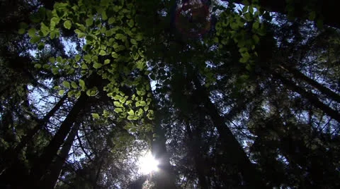 Forest Sun Beams Stock Footage 22750722