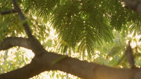Forest Sun Beams: Sunlight Piercing Through Tree Foliage (ProRes 422) Stock Footage 322938193