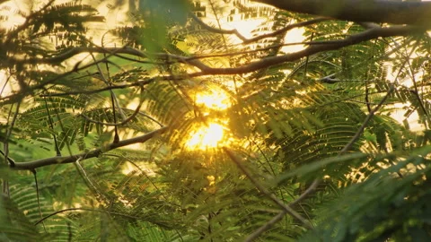 Forest Sun Beams: Sunlight Piercing Through Tree Foliage (ProRes 422) Stock-Footage 322938551