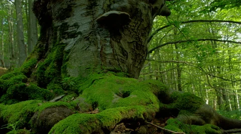 Forest sun beams through trees in old forest, motorized time lapse Stock Footage 65745732