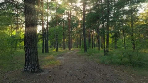 Forest sun beautiful view nature background magic rays Stock Footage 248231981