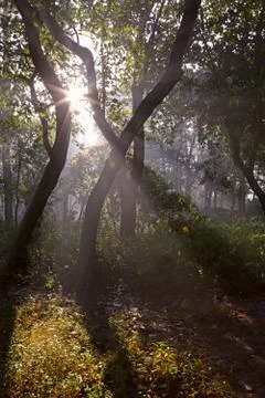 Forest with the sun behind Foto stock
