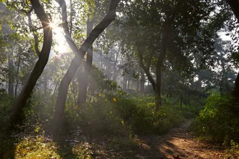 Forest with the sun behind Stock Photos