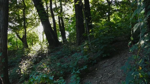 A forest with the sun breaking through the trees Stock Footage 90916133
