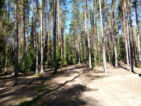 Forest Sun Day Foto stock