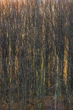 Forest on sun fire Stock Photos