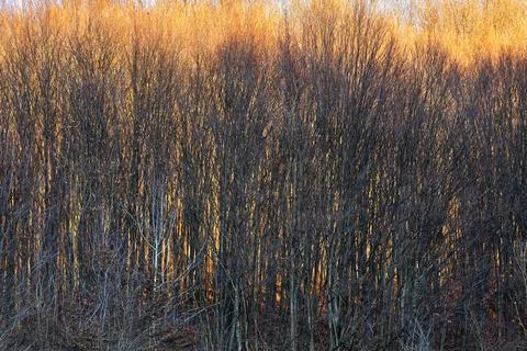 Forest on sun fire Stock Photos