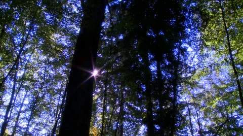 Forest Sun Flare Stock Footage 1008467
