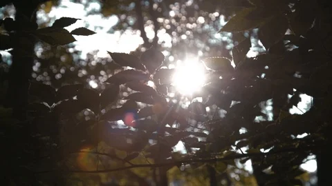 Forest Sun Flare Stock Footage 97246325