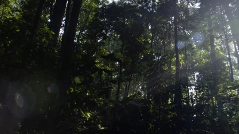 Forest Sun Flare Pan Stock Footage