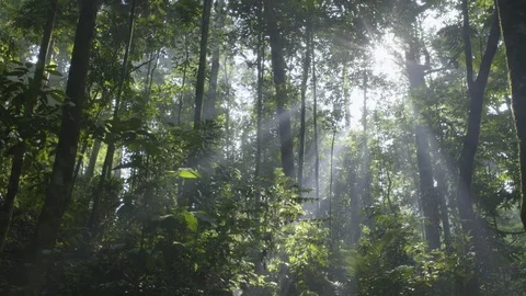 Forest Sun Flare Rack Focus Video stock 73759045