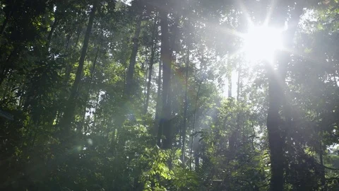 Forest Sun Flare Tilt Down Video stock 73759019