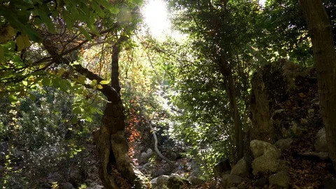 Forest Sun Flare View Stock Footage 117265365