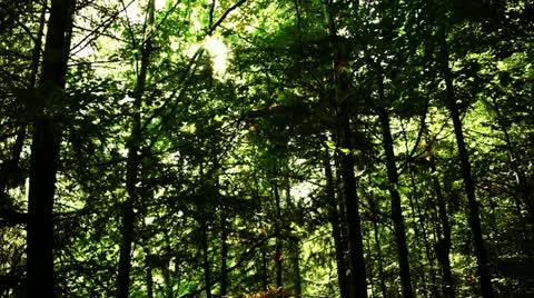 Forest sun Stock Footage 12166464