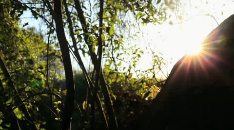Forest Sun 스톡 동영상 22848095