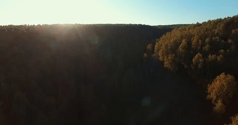 Forest. Sun Stock Footage 99651436