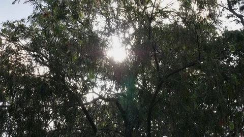 Forest in the sun Stock Footage 125491078
