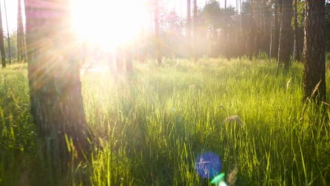 Forest sun green grass Stock Footage 109321745