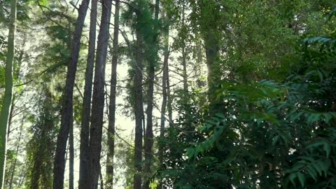 Forest Sun Light Flare Stock Footage 146491167