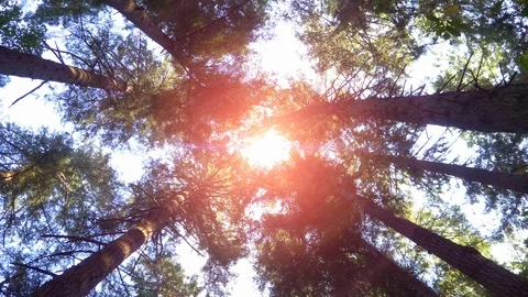 Forest Sun Light Shine Through Beautiful Nature Tree Landscape, Bright Orange Stock Footage 88300816