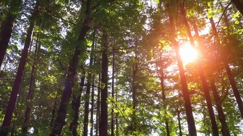 Forest Sun Light through Tall Green Pine Wood Trees, Panoramic Nature Park Light Stock Footage 90101250