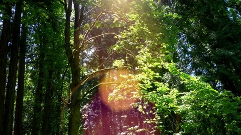 Forest Sun Maple Beautiful Nature Tree Landscape, Green Bright Background Stock Footage 83866703