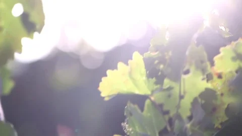 Forest Sun Nature Stock Footage 76242790