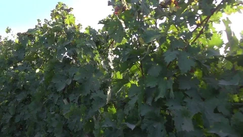 Forest Sun Nature Stock Footage 76244506