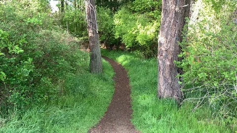 Forest Sun Path Green Nature Landscape Trail through Forest Grass and Trees Stock Footage 121470523