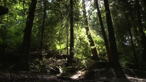 Forest with sun peaking through (2 clip sequence) Stock Footage 75210512