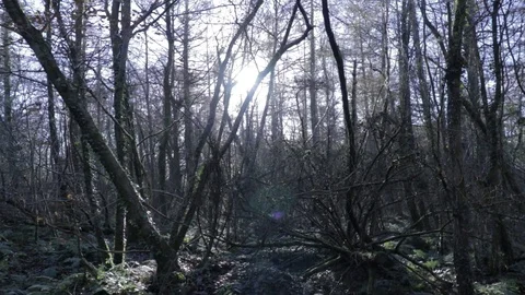 Forest with sun peaking through branches Stock Footage 89763273