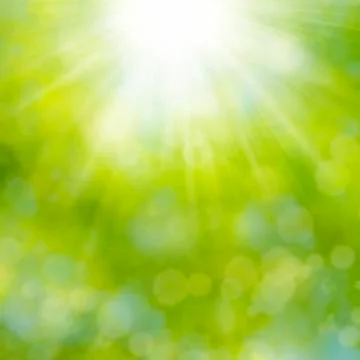 Forest Sun Stock Photos