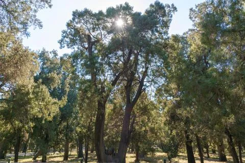 Forest in the sun Stock Photos