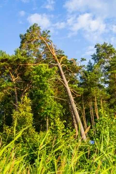 Forest in the sun Stock Photos