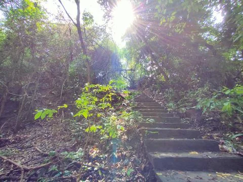 The forest in the sun Stock Photos