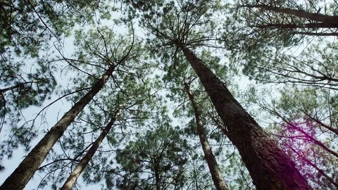 Forest sun Ray Down Top View Stock Footage 125050141