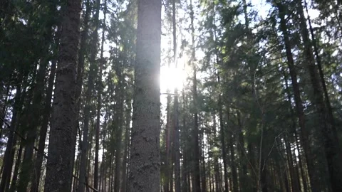 Forest sun ray slow motion 스톡 동영상 181115564