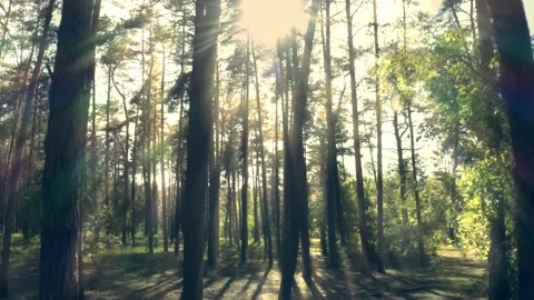 Forest sun rays fog green nature tree morning wood story Video stock 136828480